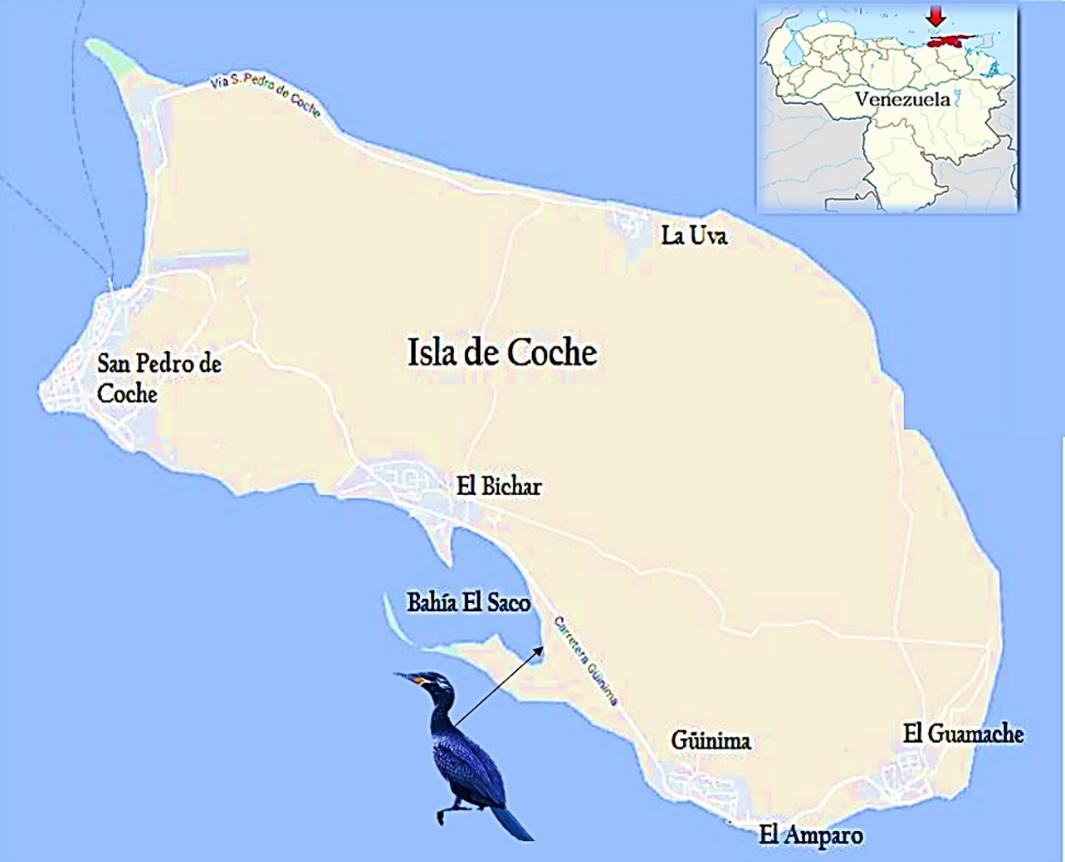 Figura 1. Ubicación de la isla de Coche en el noreste de Venezuela y en ella la ubicación de la bahía el Saco y se señala con la flecha el principal lugar de avistamiento de la Cotúas.