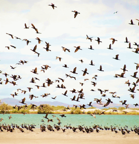 Figura 3. Parte de la colonia de Nannopterum brasilianus en bahía el Saco, isla de Coche, Venezuela. Nótese el suelo lleno de sus excretas y la ausencia de vegetación en esta área de descanso.